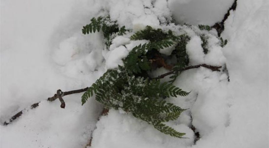 2014-12-01-snow-L